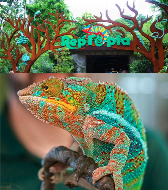 爱涂妆案例｜主题公园 - 新加坡 动物园与飞禽公园