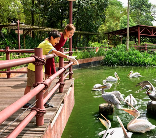 爱涂妆案例｜主题公园 - 新加坡 动物园与飞禽公园