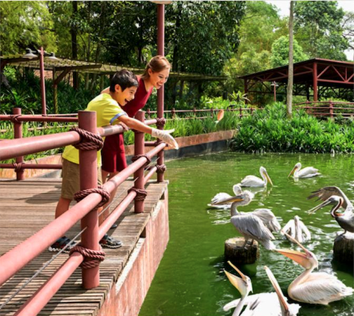 爱涂妆案例｜主题公园 - 新加坡 动物园与飞禽公园