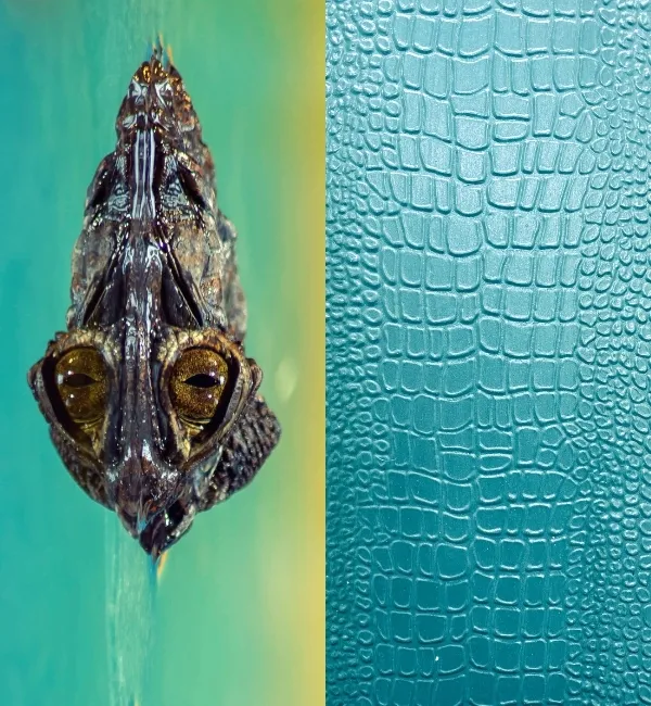 A crocodile head with golden eyes hangs above a textured turquoise surface.