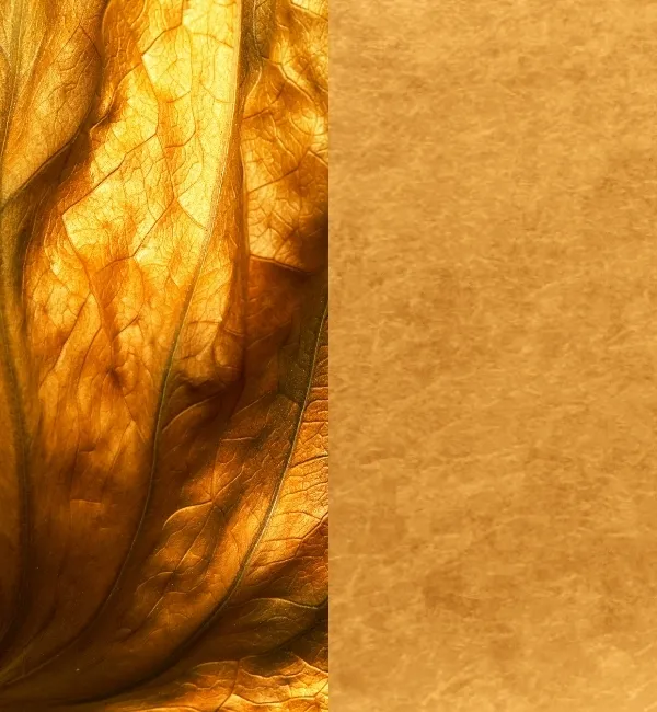 Close-up of a golden, textured leaf with visible veins next to a textured golden background.