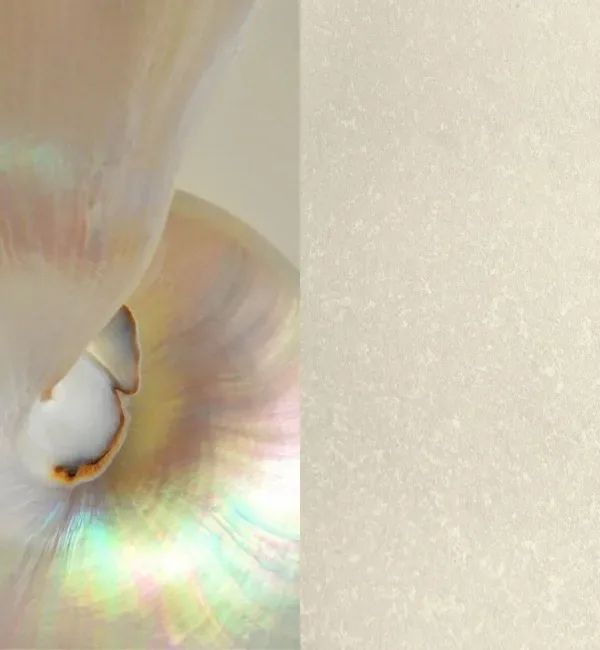Close-up of a pearlescent nautilus shell with iridescent colors against a textured cream background.