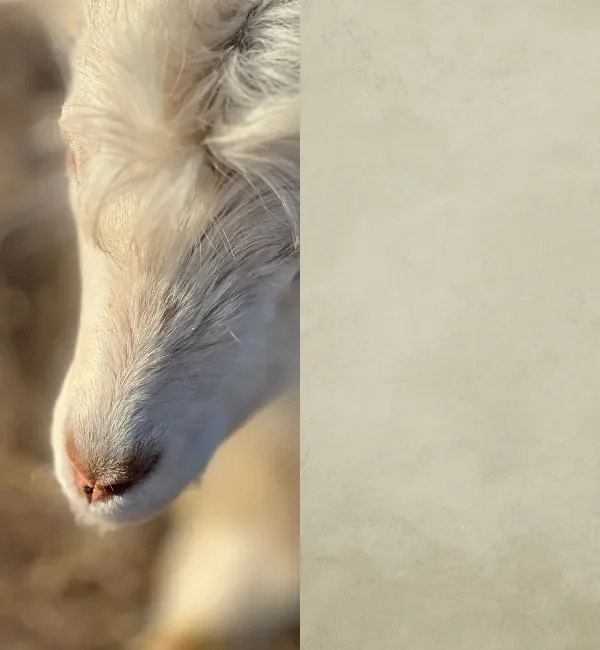Close-up of a fluffy white goat's face with a textured beige background.