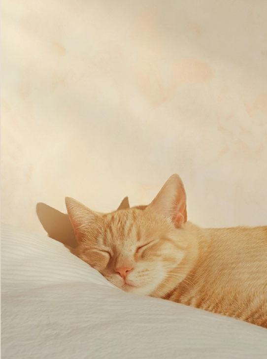 为什么设计师开始拒绝“大白墙”？这才是2026年的豪宅提案